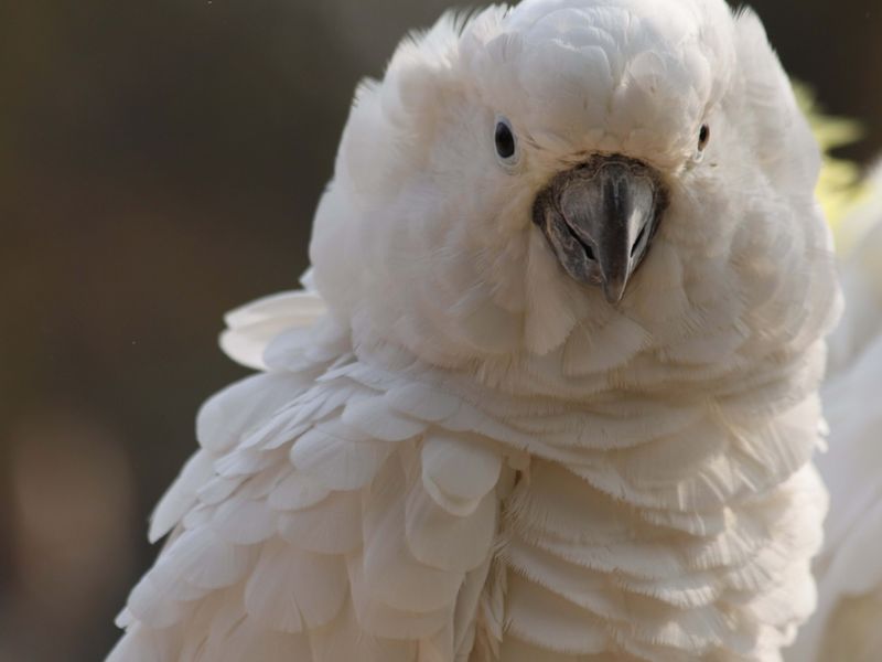 Fashion-Forward Feather Fluffers