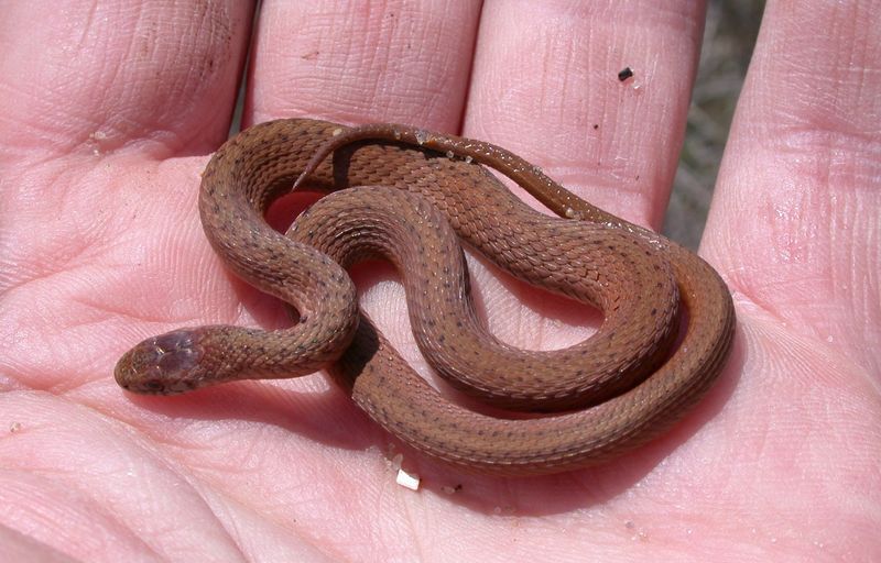 Brown Snake