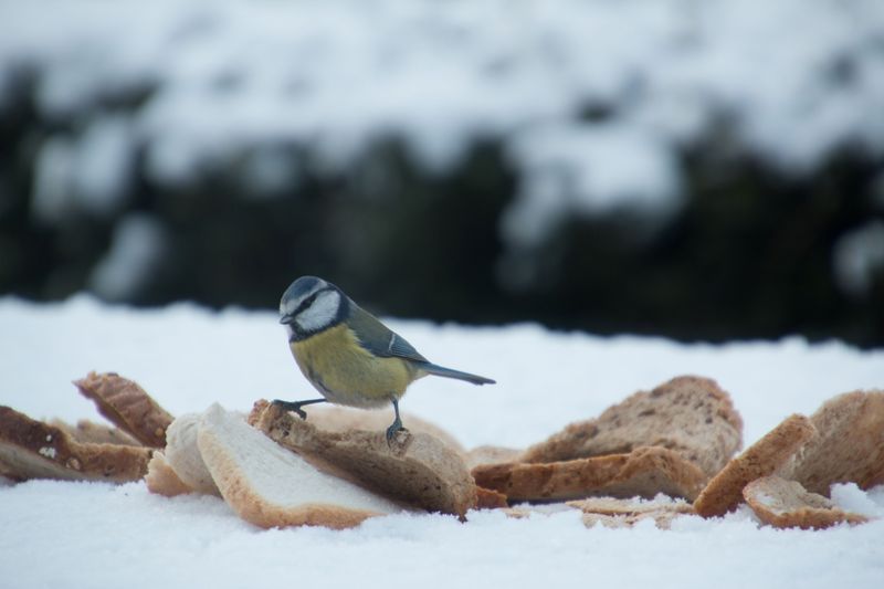 Bread Crusts