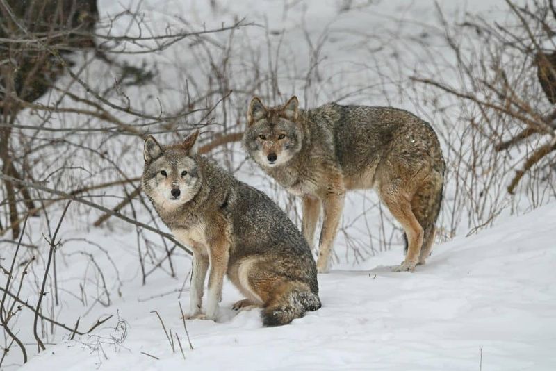 Successful Reintroduction Programs
