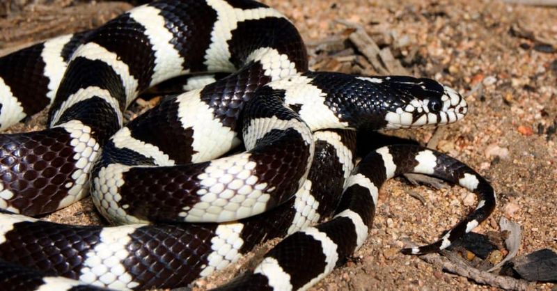 King Snake