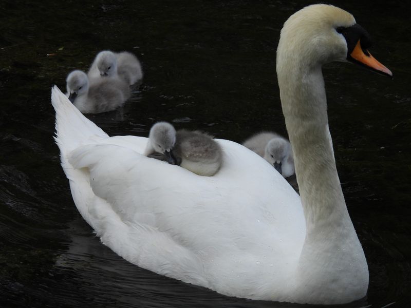 Clumsy Swan Cygnets
