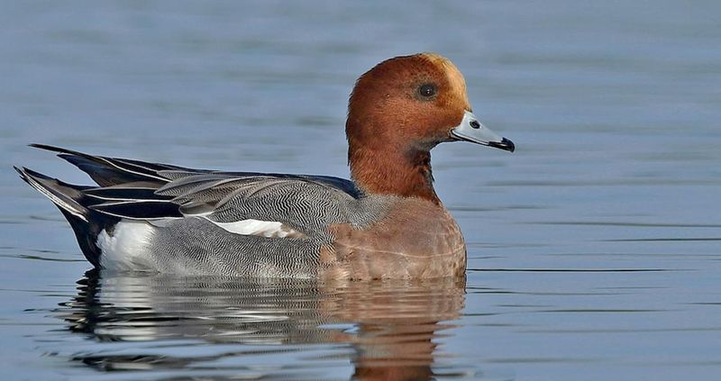 Eurasian Wigeon