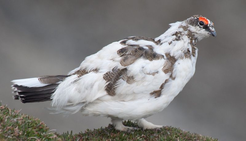 Rock Ptarmigan