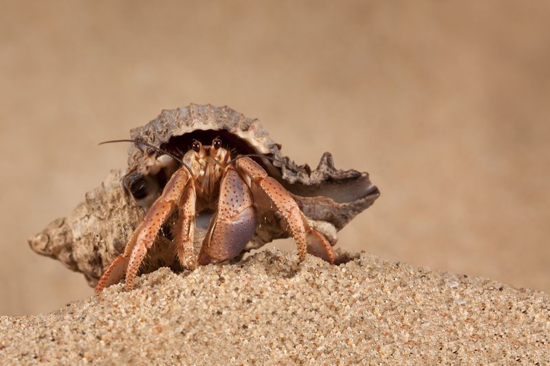 Hermit Crab
