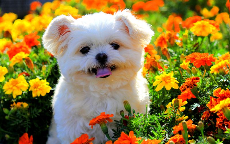 Marigolds
