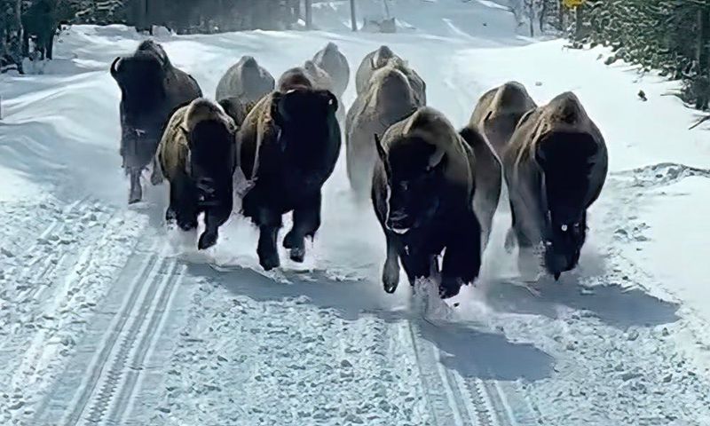 Stampede Synchronization