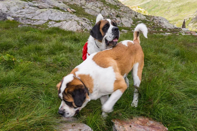 Saint Bernard