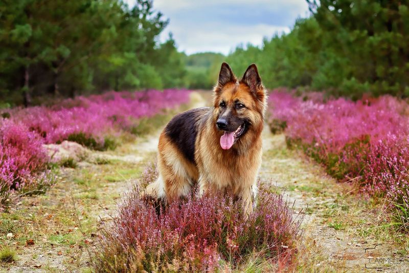 German Shepherd