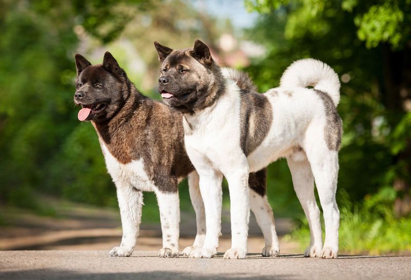 Akita