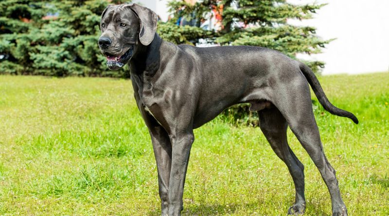 Great Dane