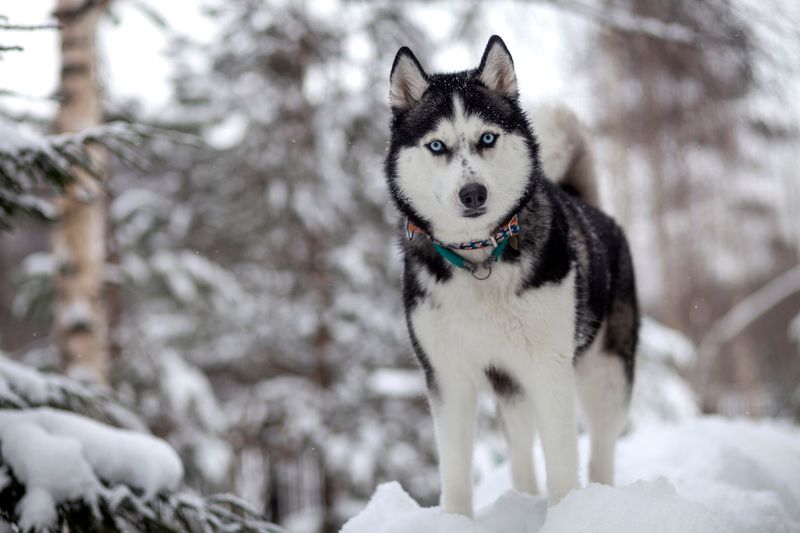 Siberian Husky