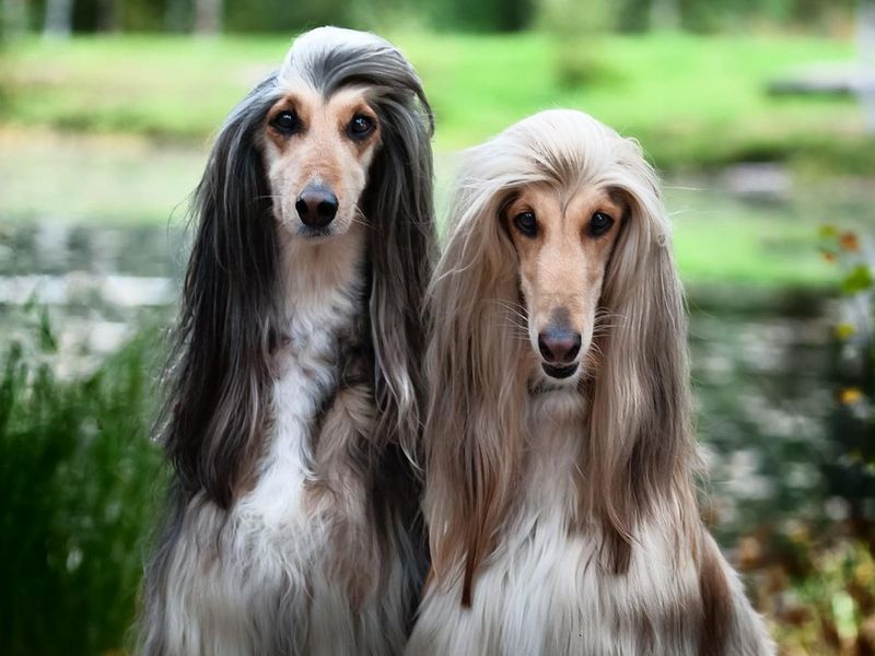 Afghan Hound