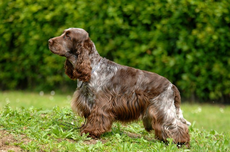 Cocker Spaniel