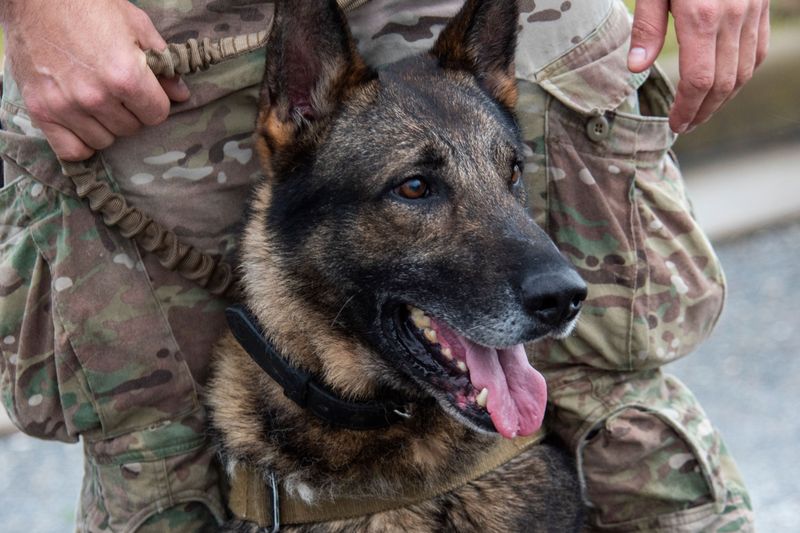 Belgian Malinois: The Fearless Worker
