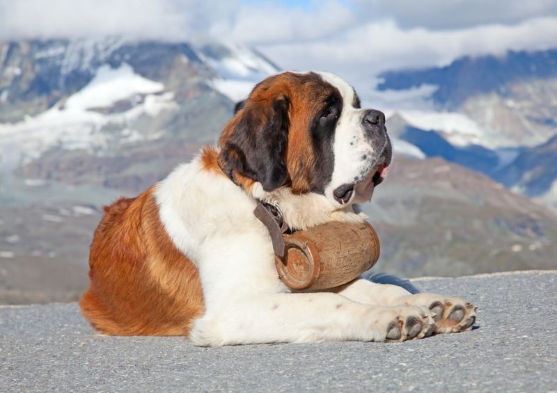 Saint Bernard: Alpine Rescue Heroes