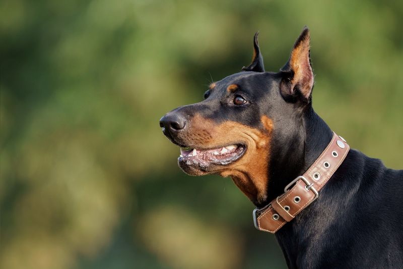 Doberman Pinschers: More Velcro Than Villain