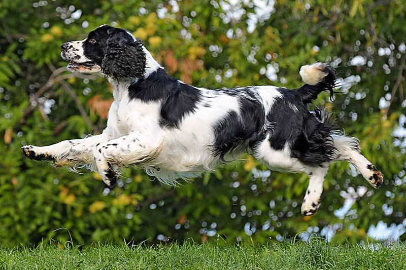 English Springer Spaniel