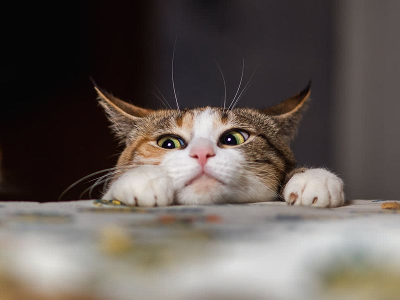Feline Curiosity