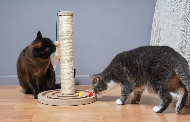 Curiosity Cats