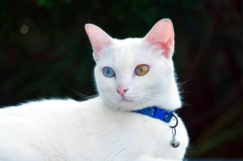 Charming Personality