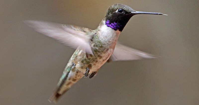 Black-Chinned Hummingbird