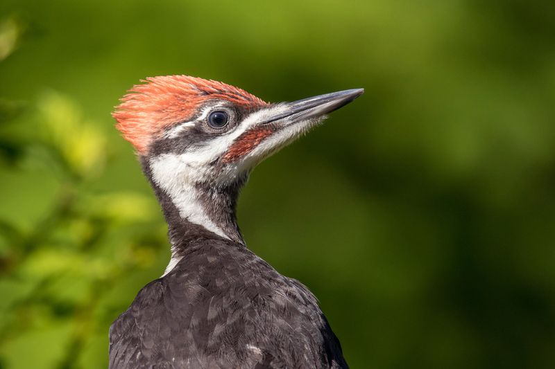 Pileated Woodpecker