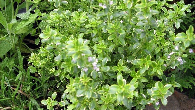 Lemon Thyme