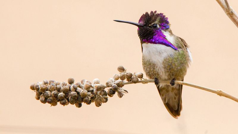 Costa's Hummingbird