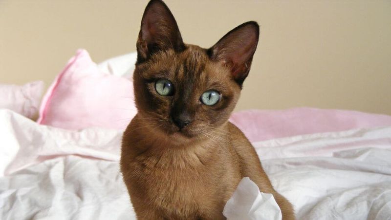 Tonkinese