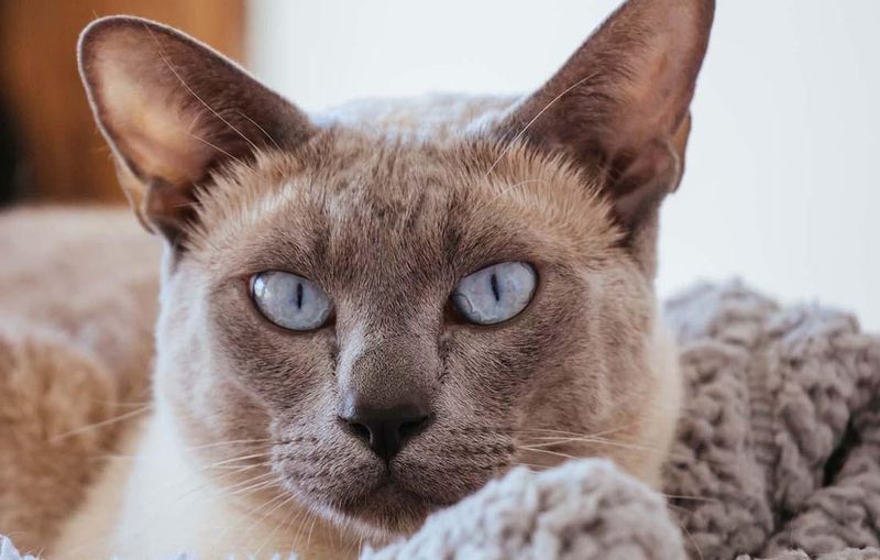 Tonkinese: Emotional Wellness Coaches