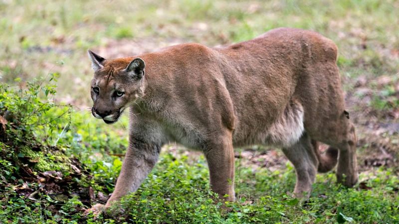 Florida Panther