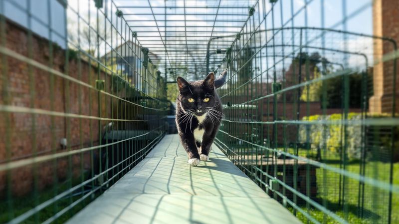 Cat Tunnels