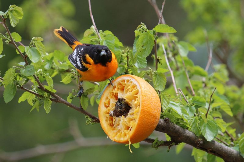 Fruit