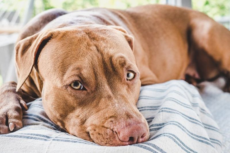Pit Bull Terrier