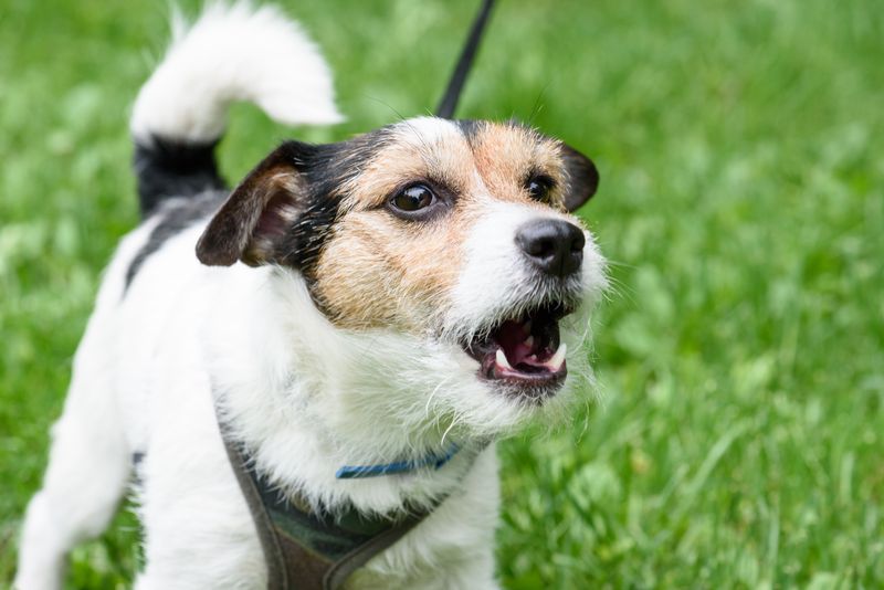 Jack Russell Terrier