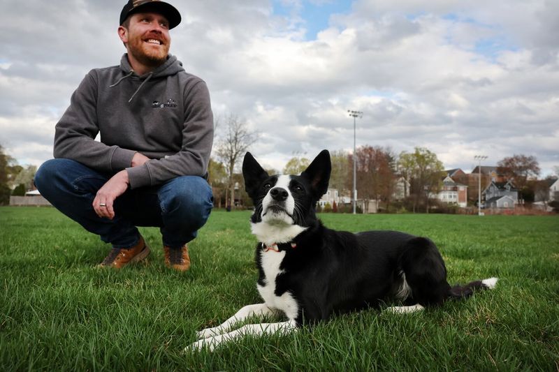 Border Collies: The Organizational Experts