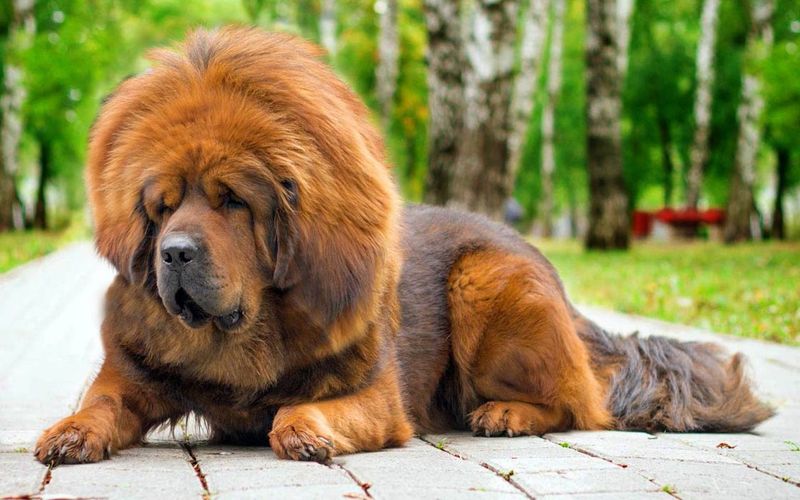 Tibetan Mastiff