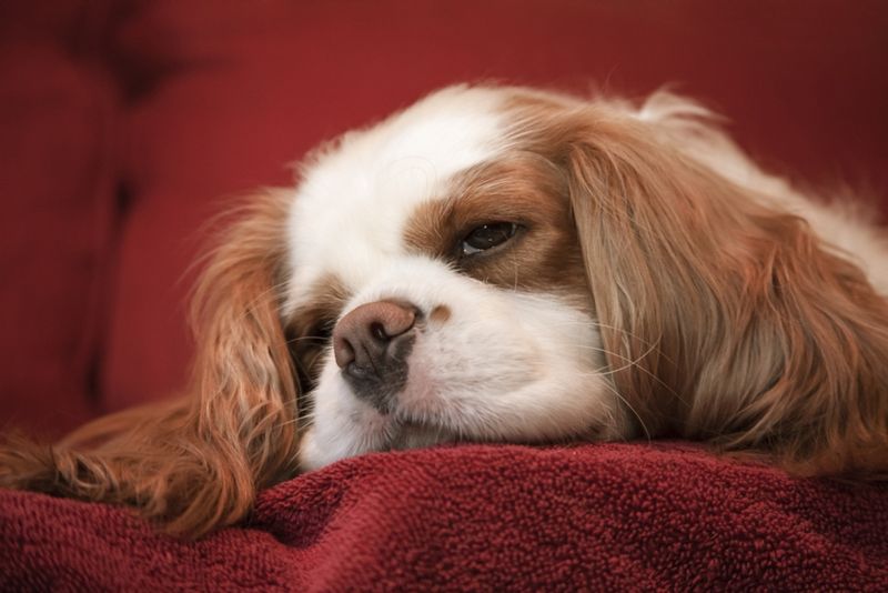 Cavalier King Charles Spaniel