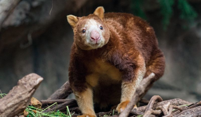 Bronx Zoo