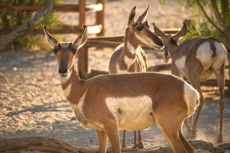 Sonoran Pronghorn