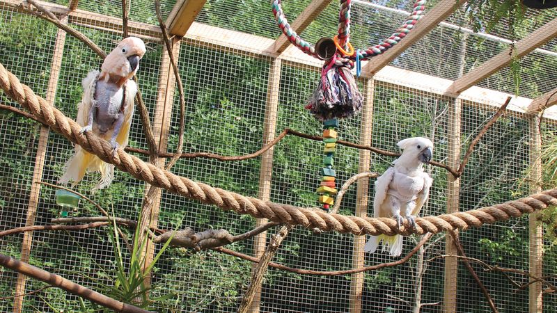Avian-Friendly Retirement Communities