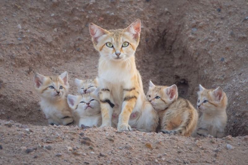 Desert Natives
