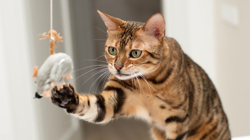 Bengal