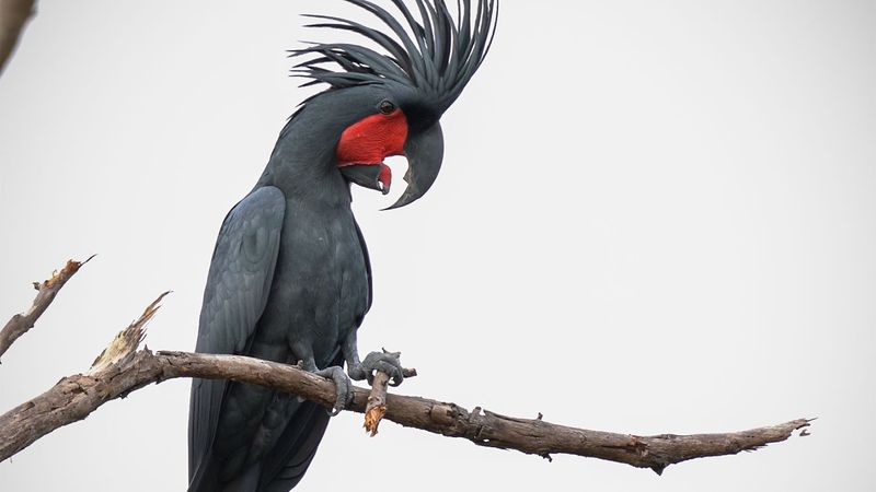 Palm Cockatoo