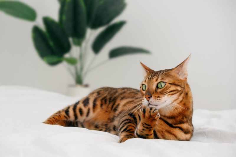 Bengal Cat