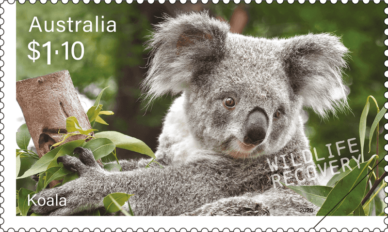 Koala As A National Symbol