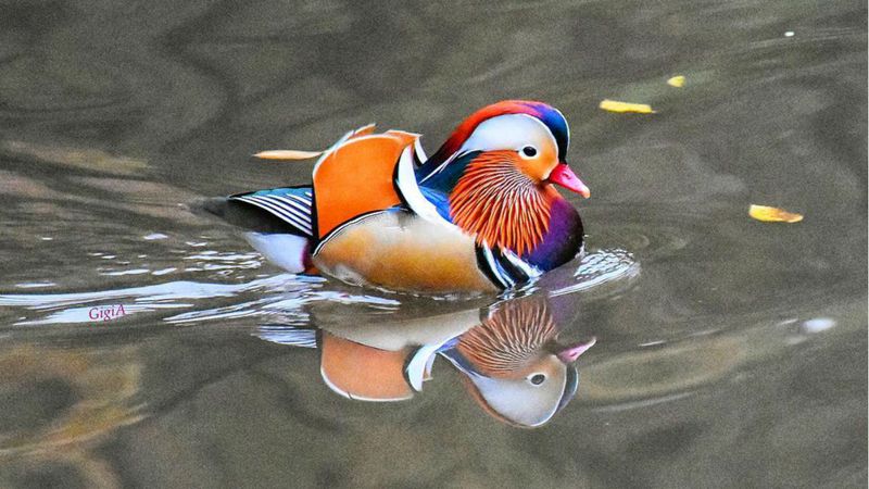 Mandarin Duck