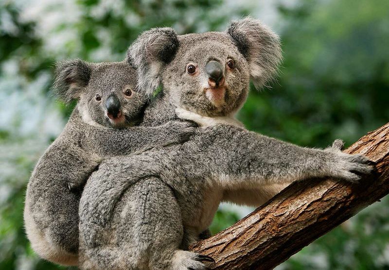Conservation Collaboration