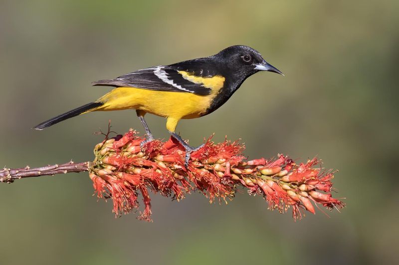 Scott's Oriole